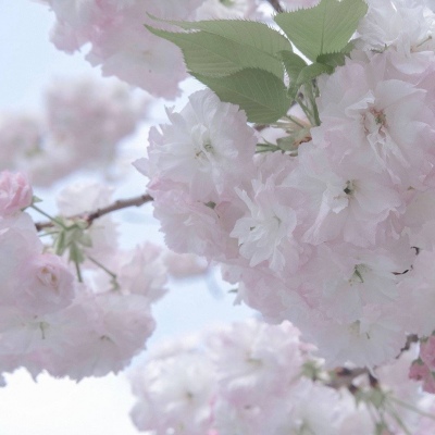 兽设性格设定技巧福瑞交流群